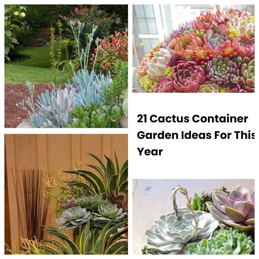 21 Cactus Container Garden Ideas For This Year SharonSable