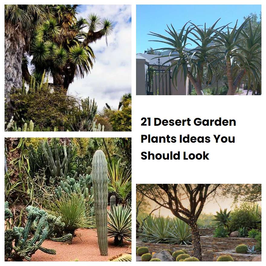 21 Desert Garden Plants Ideas You Should Look