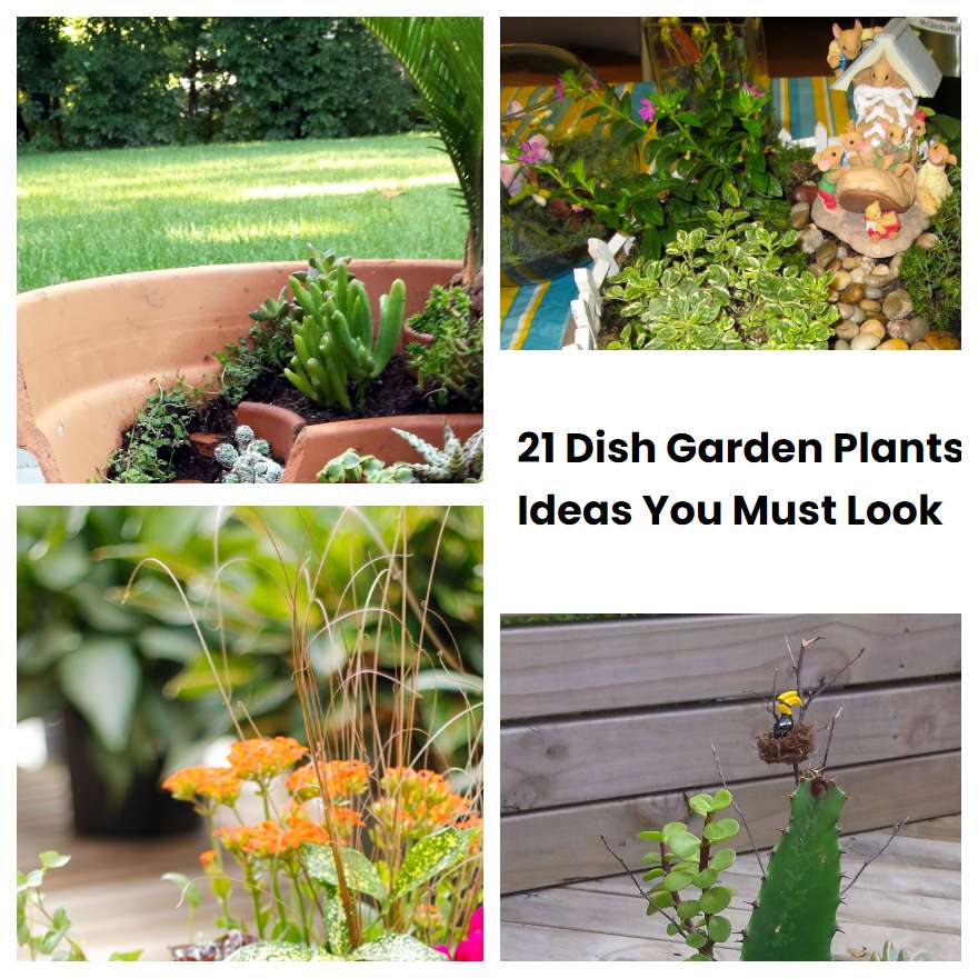 21 Dish Garden Plants Ideas You Must Look SharonSable