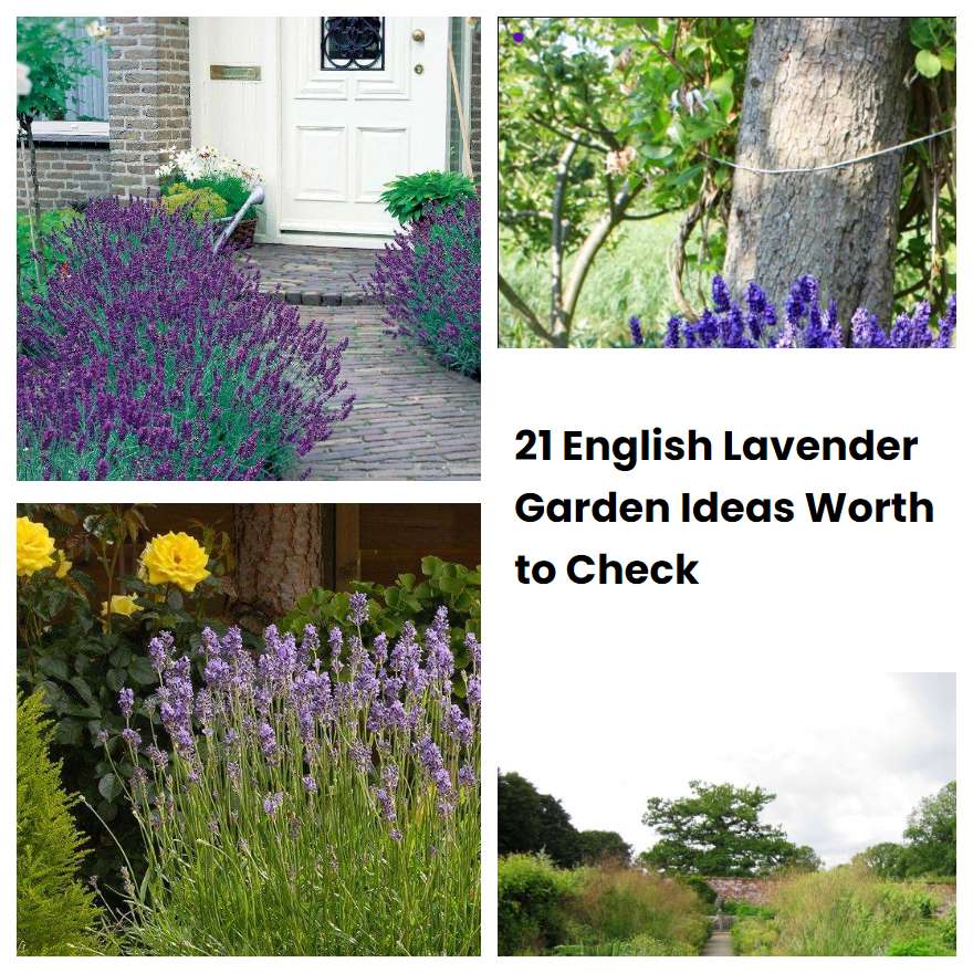 21 English Lavender Garden Ideas Worth to Check SharonSable