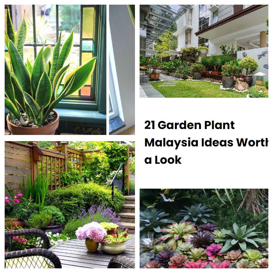 21 Garden Plant Malaysia Ideas Worth a Look SharonSable