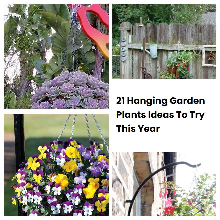 21 Hanging Garden Plants Ideas To Try This Year SharonSable