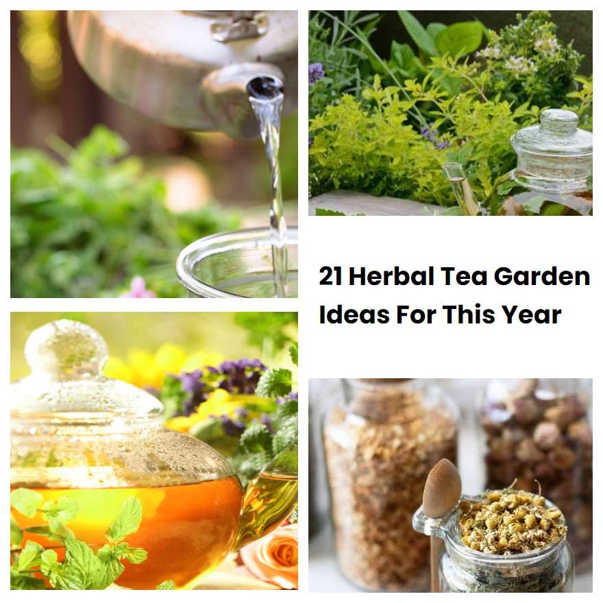21 Herbal Tea Garden Ideas For This Year SharonSable