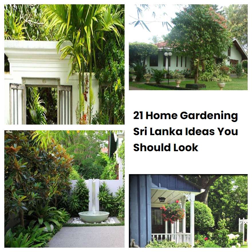 21 Home Gardening Sri Lanka Ideas You Should Look