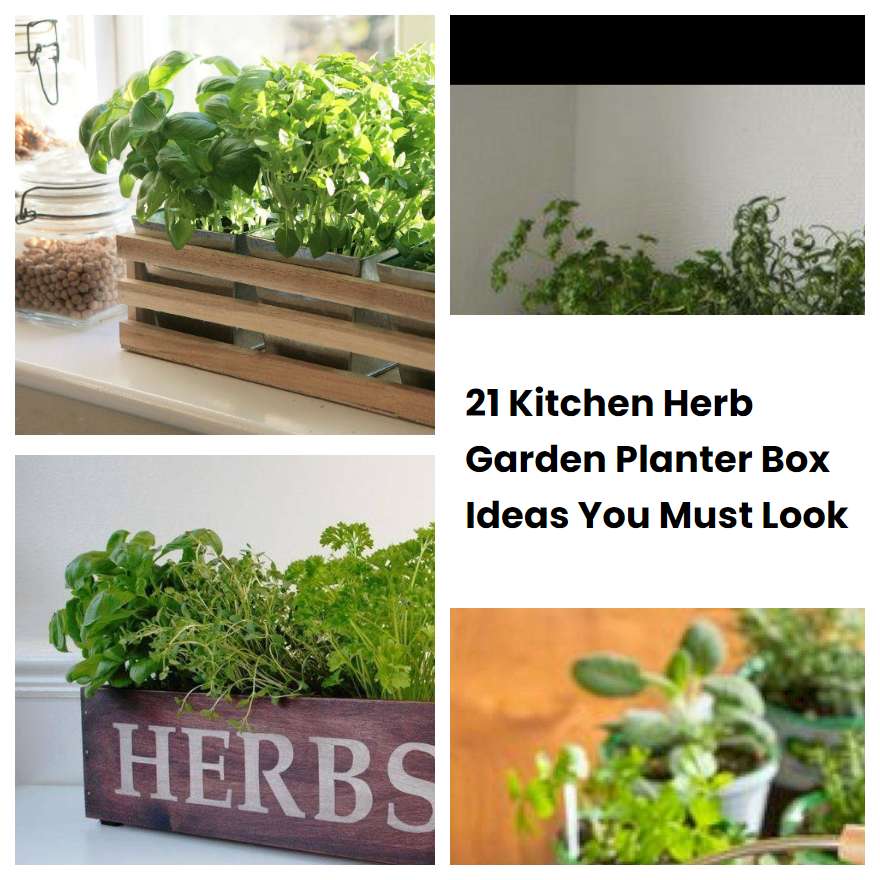 21 Kitchen Herb Garden Planter Box Ideas You Must Look SharonSable