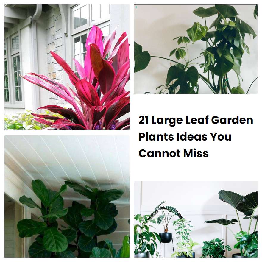 21 Large Leaf Garden Plants Ideas You Cannot Miss