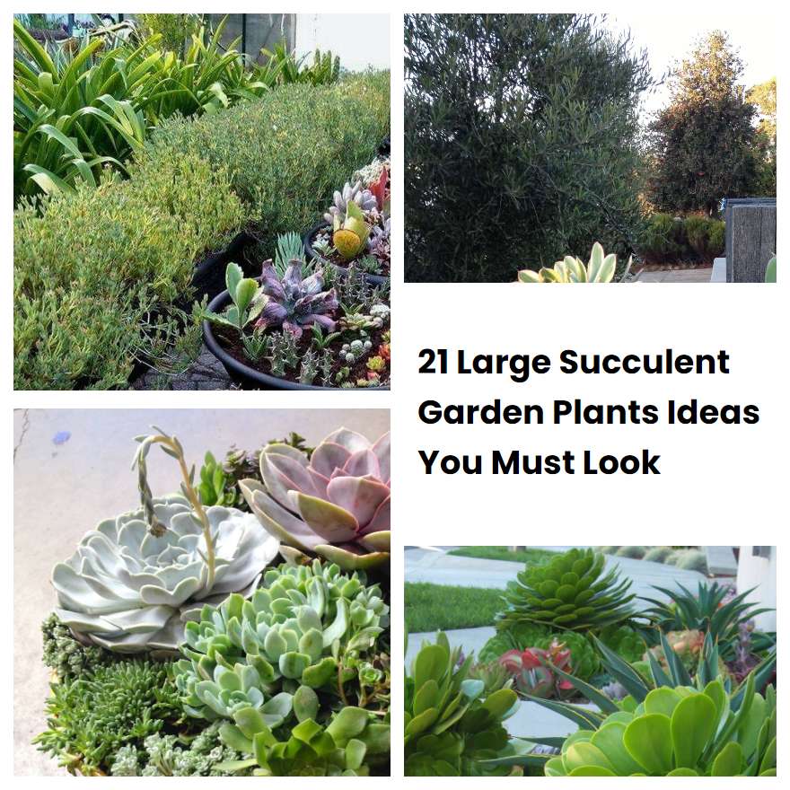 21 Large Succulent Garden Plants Ideas You Must Look