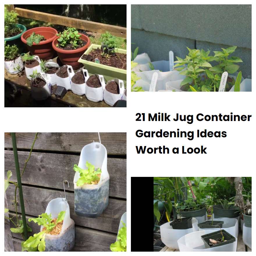 21 Milk Jug Container Gardening Ideas Worth a Look SharonSable