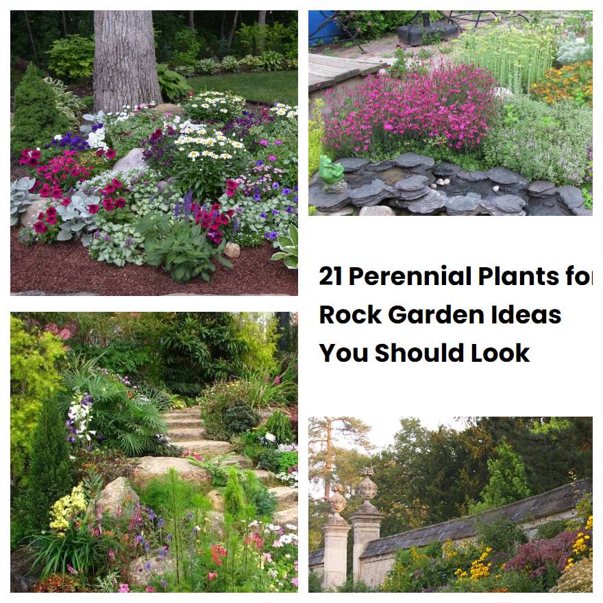 21 Perennial Plants for Rock Garden Ideas You Should Look SharonSable
