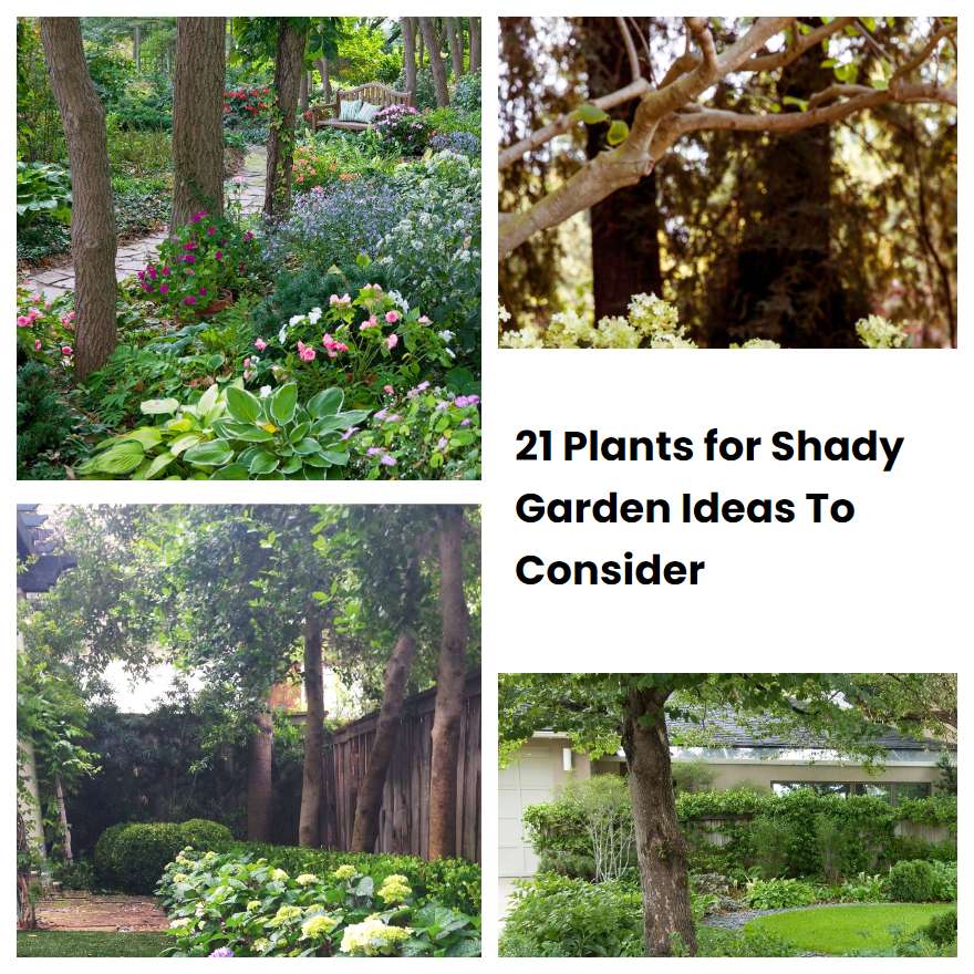 21 Plants for Shady Garden Ideas To Consider SharonSable