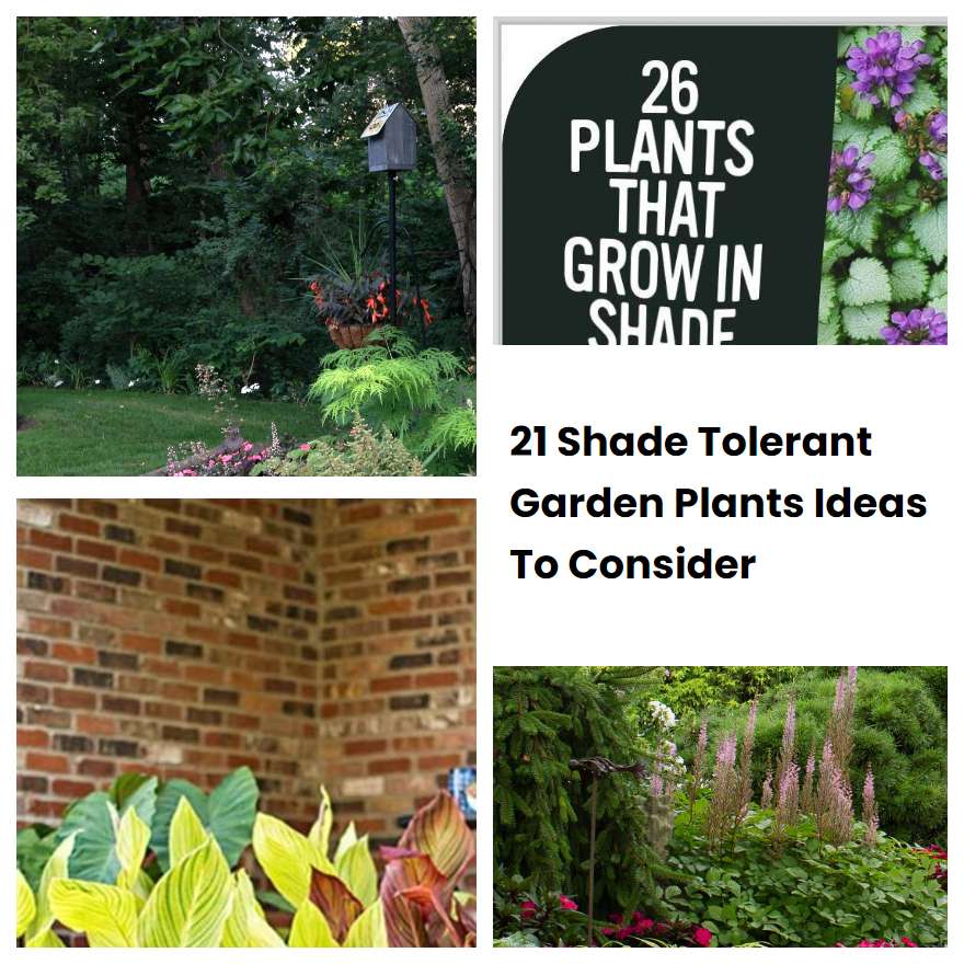21 Shade Tolerant Garden Plants Ideas To Consider