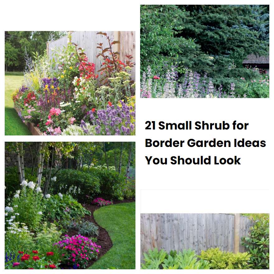 21 Small Shrub for Border Garden Ideas You Should Look SharonSable