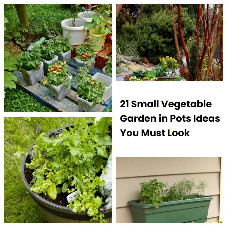 21 Small Vegetable Garden in Pots Ideas You Must Look SharonSable