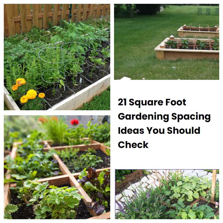 21 Square Foot Gardening Spacing Ideas You Should Check SharonSable