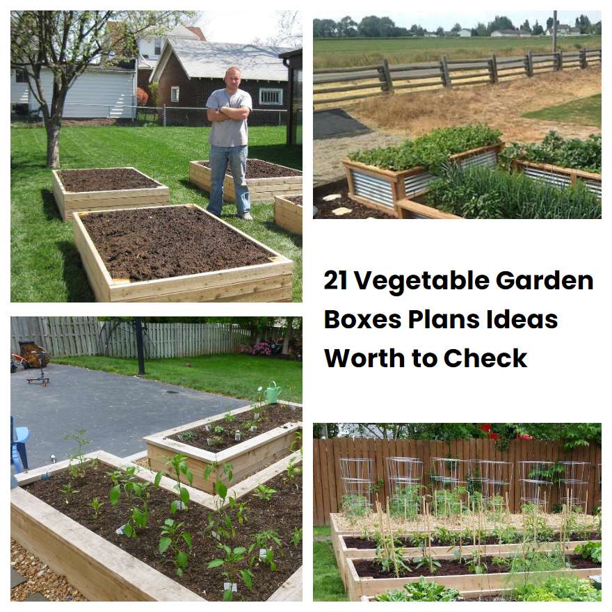 21 Vegetable Garden Boxes Plans Ideas Worth to Check SharonSable