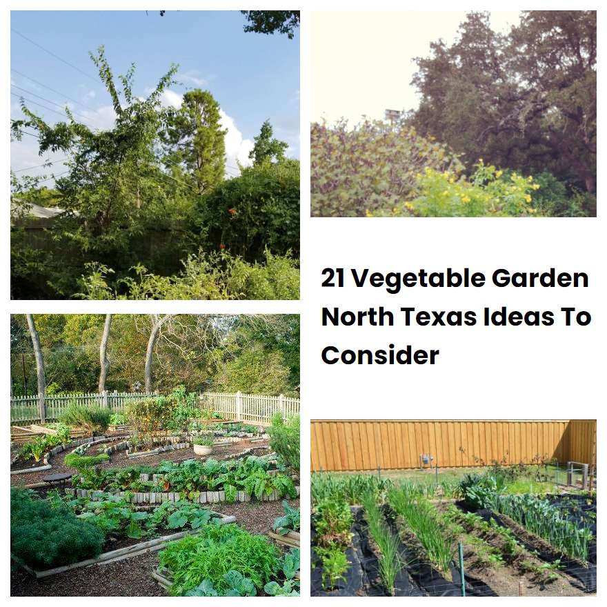 21 Vegetable Garden North Texas Ideas To Consider