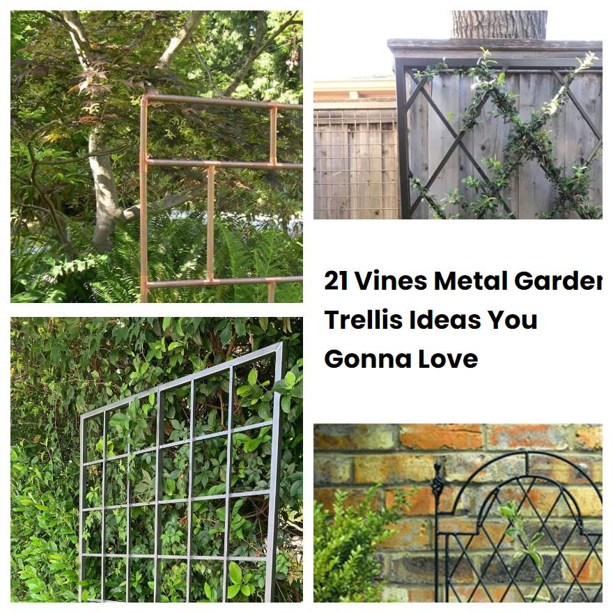 21 Vines Metal Garden Trellis Ideas You Gonna Love