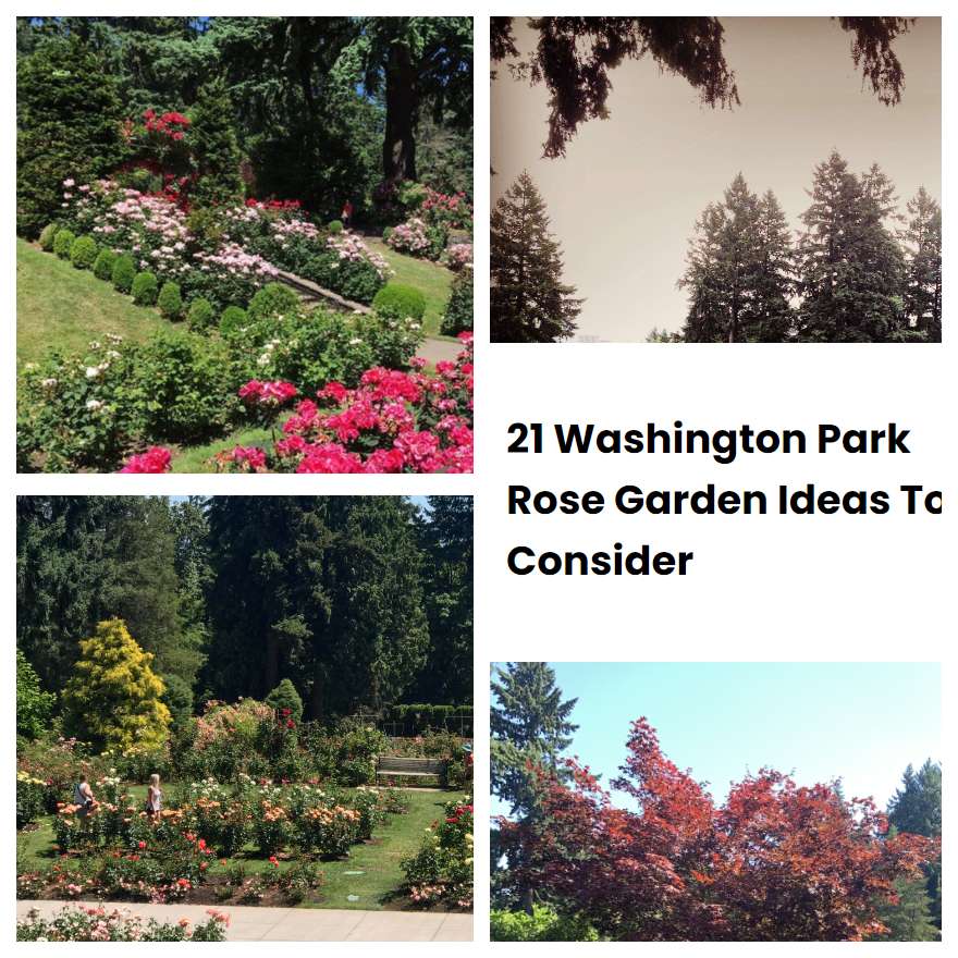 21 Washington Park Rose Garden Ideas To Consider