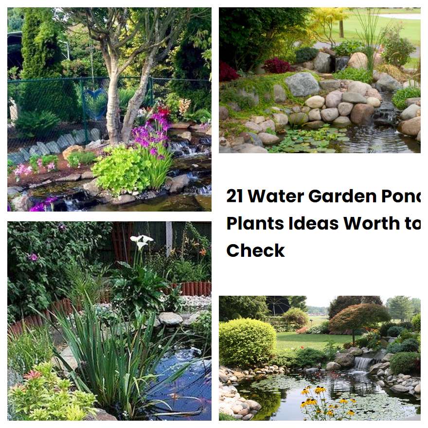 21 Water Garden Pond Plants Ideas Worth to Check SharonSable