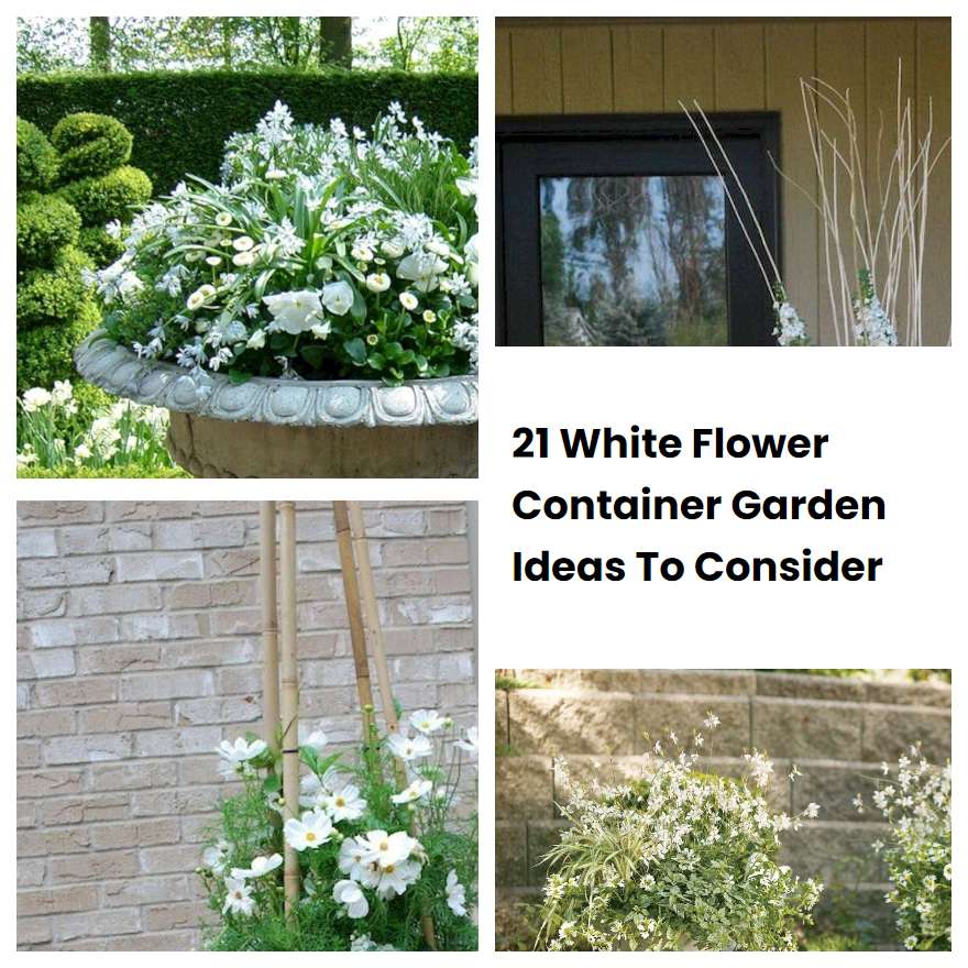 21 White Flower Container Garden Ideas To Consider SharonSable