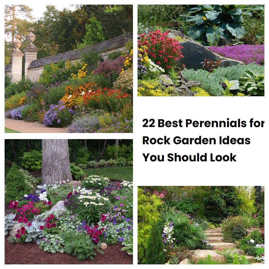 22 Best Perennials for Rock Garden Ideas You Should Look