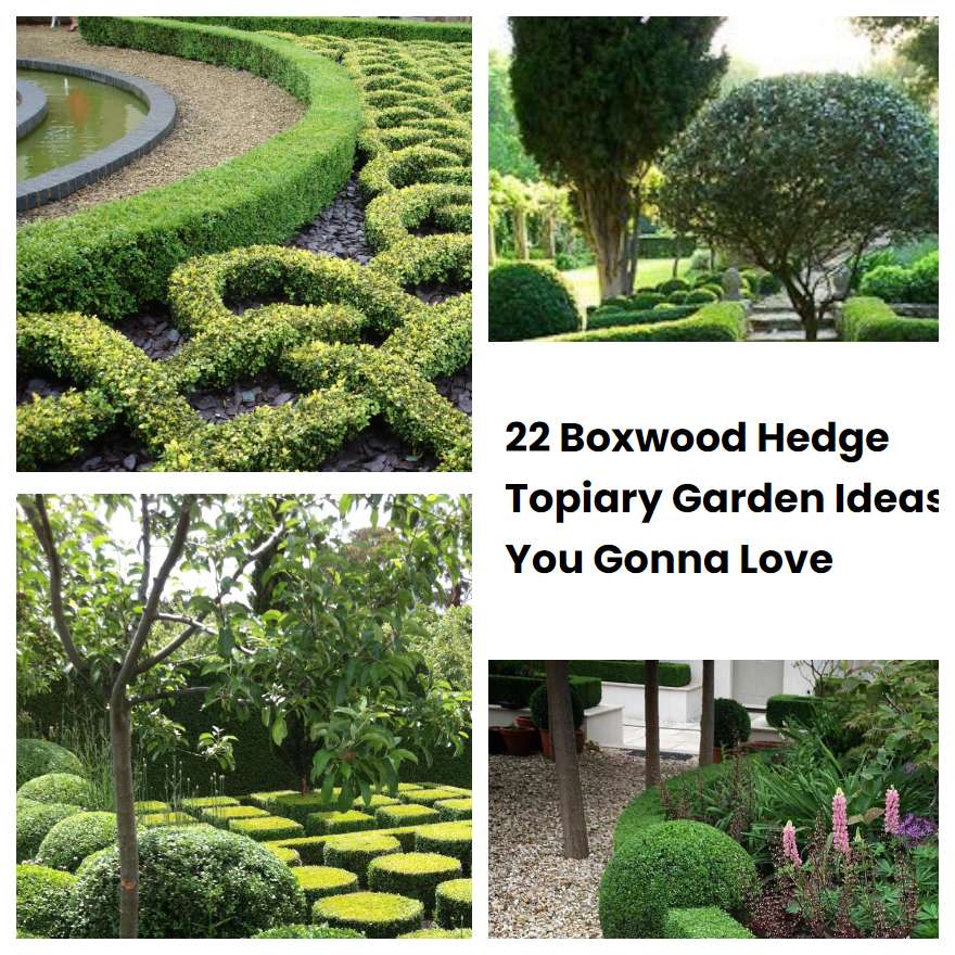 22 Boxwood Hedge Topiary Garden Ideas You Gonna Love