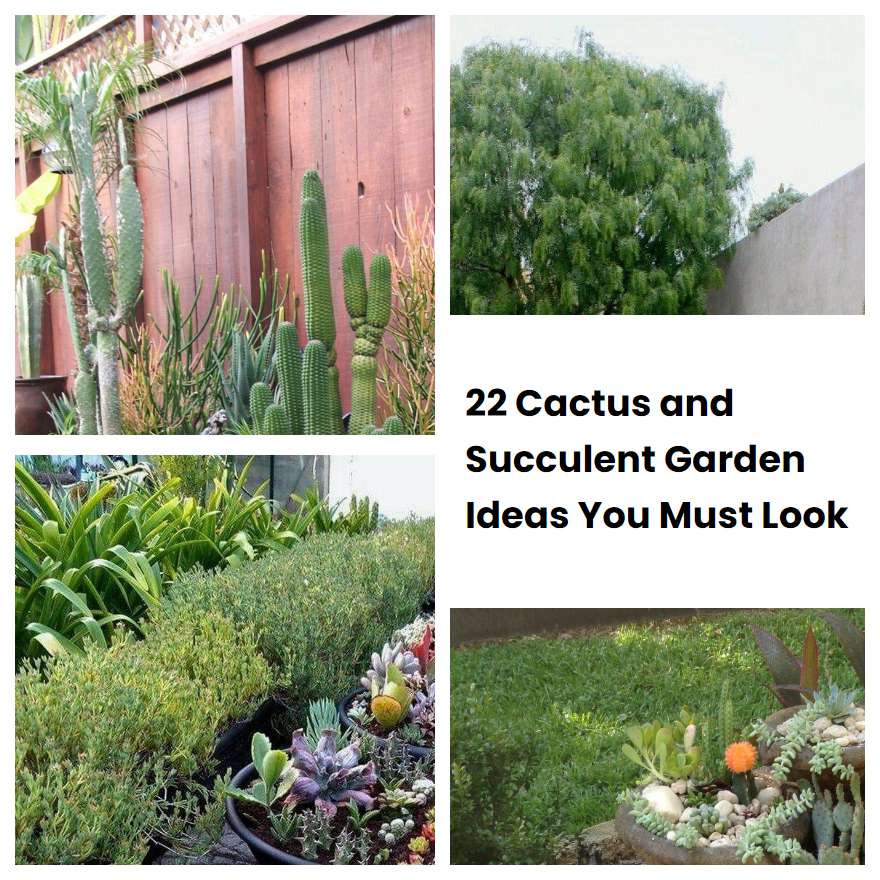 22 Cactus and Succulent Garden Ideas You Must Look SharonSable