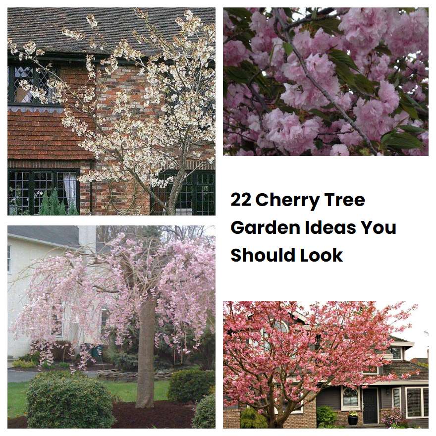 22 Cherry Tree Garden Ideas You Should Look