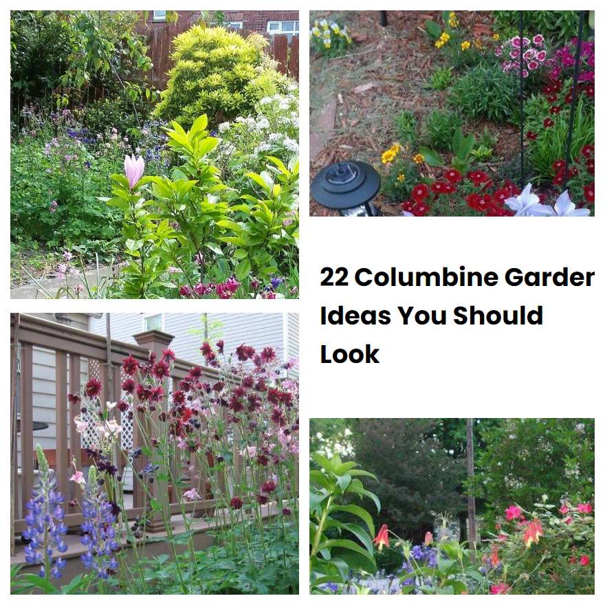 22 Columbine Garden Ideas You Should Look