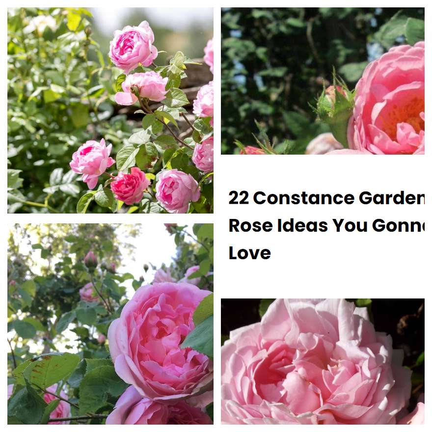 22 Constance Garden Rose Ideas You Gonna Love