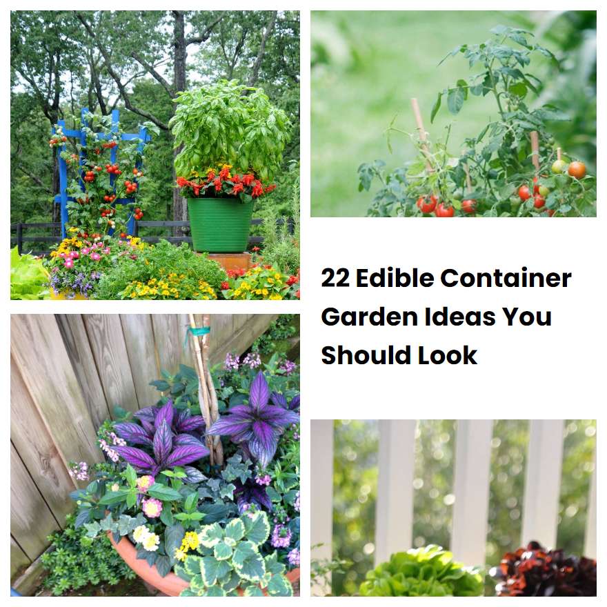 22 Edible Container Garden Ideas You Should Look
