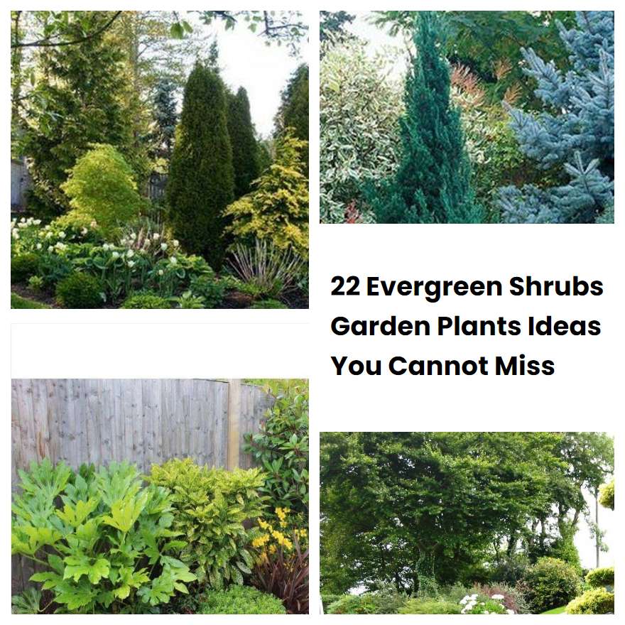 22 Evergreen Shrubs Garden Plants Ideas You Cannot Miss