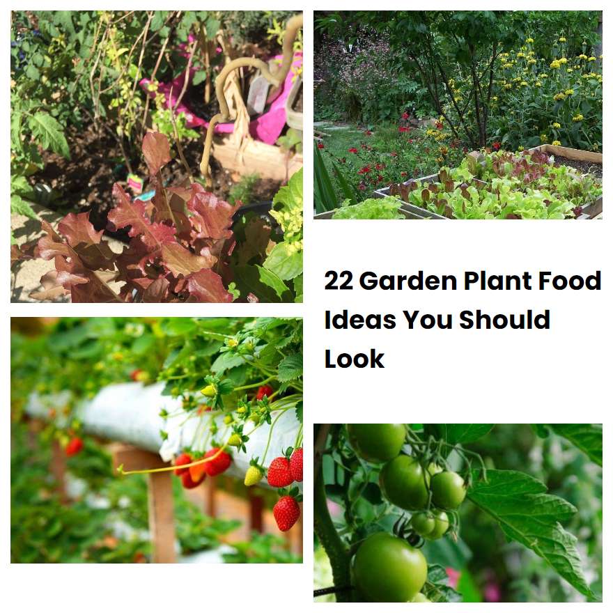 22 Garden Plant Food Ideas You Should Look SharonSable