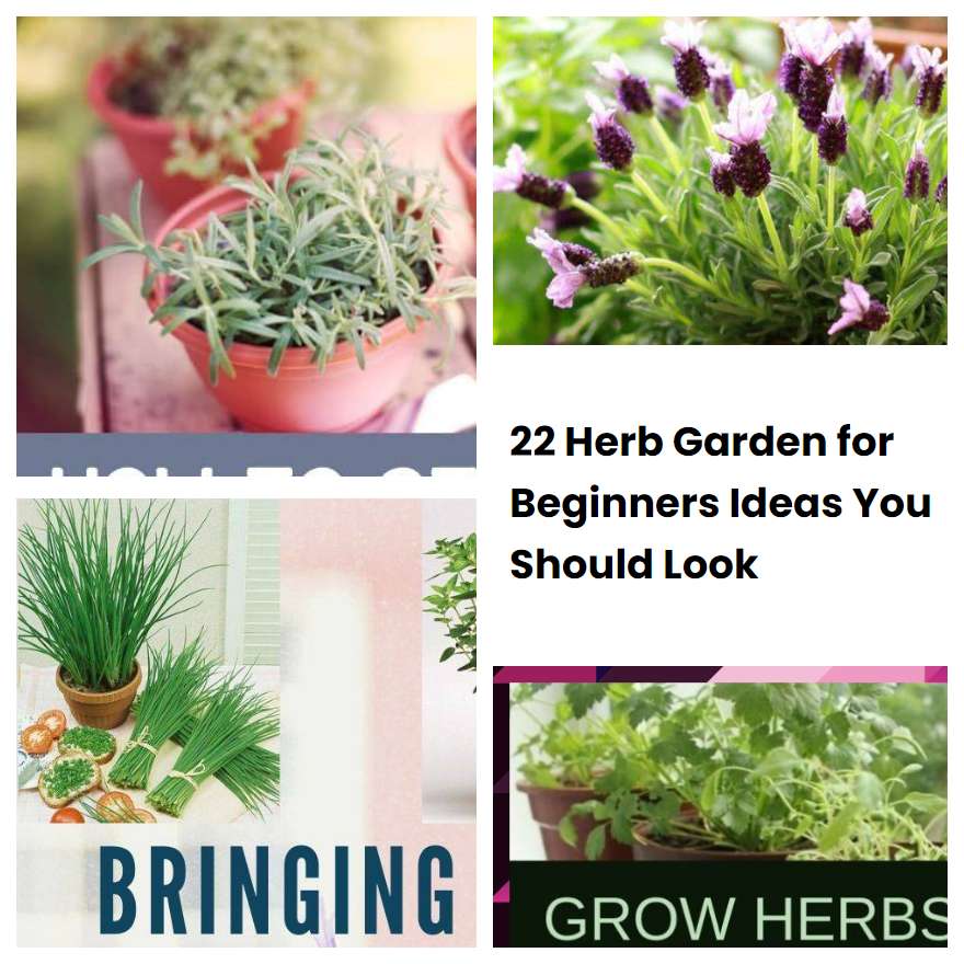 22 Herb Garden for Beginners Ideas You Should Look SharonSable