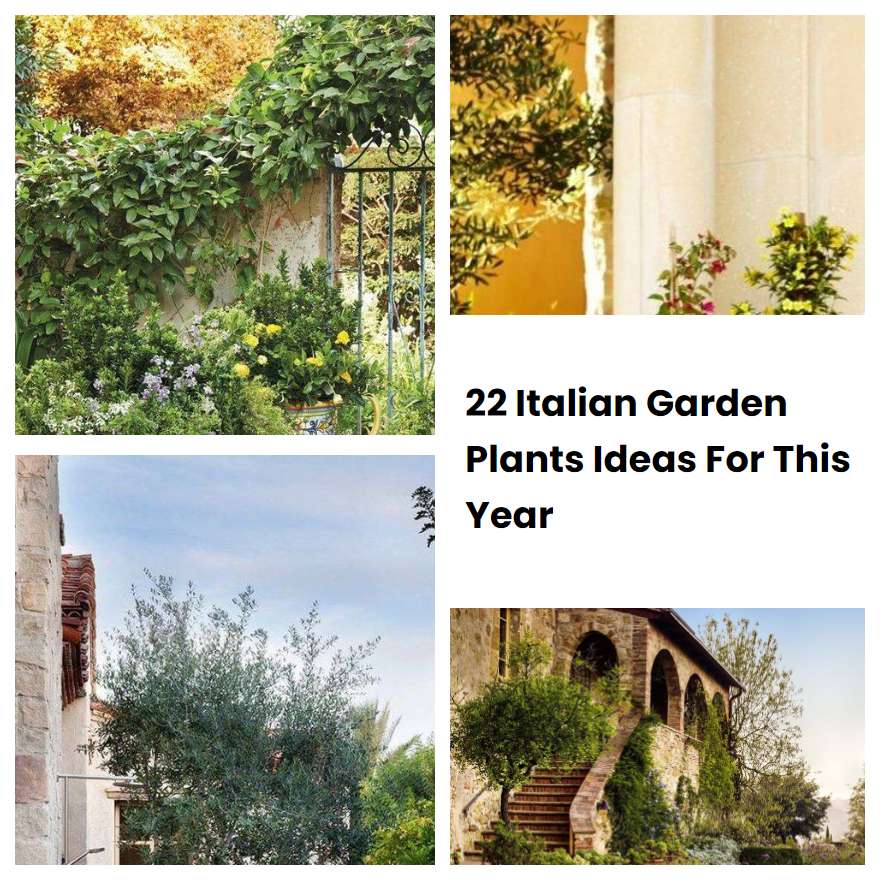 22 Italian Garden Plants Ideas For This Year SharonSable