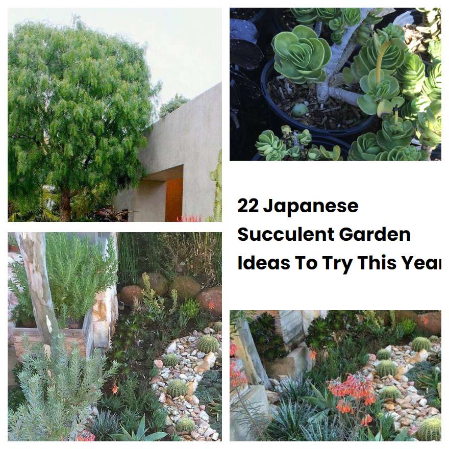 22 Japanese Succulent Garden Ideas To Try This Year SharonSable