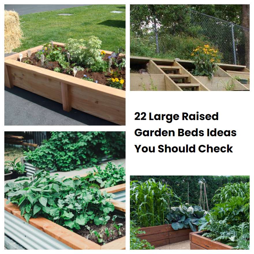 24 Coleus Garden Ideas You Should Look | SharonSable