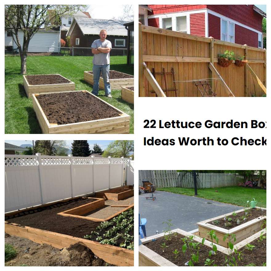 22 Lettuce Garden Box Ideas Worth to Check