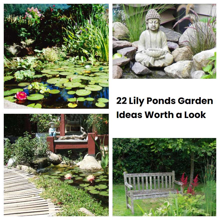 22 Lily Ponds Garden Ideas Worth a Look