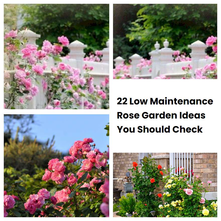 22 Low Maintenance Rose Garden Ideas You Should Check SharonSable