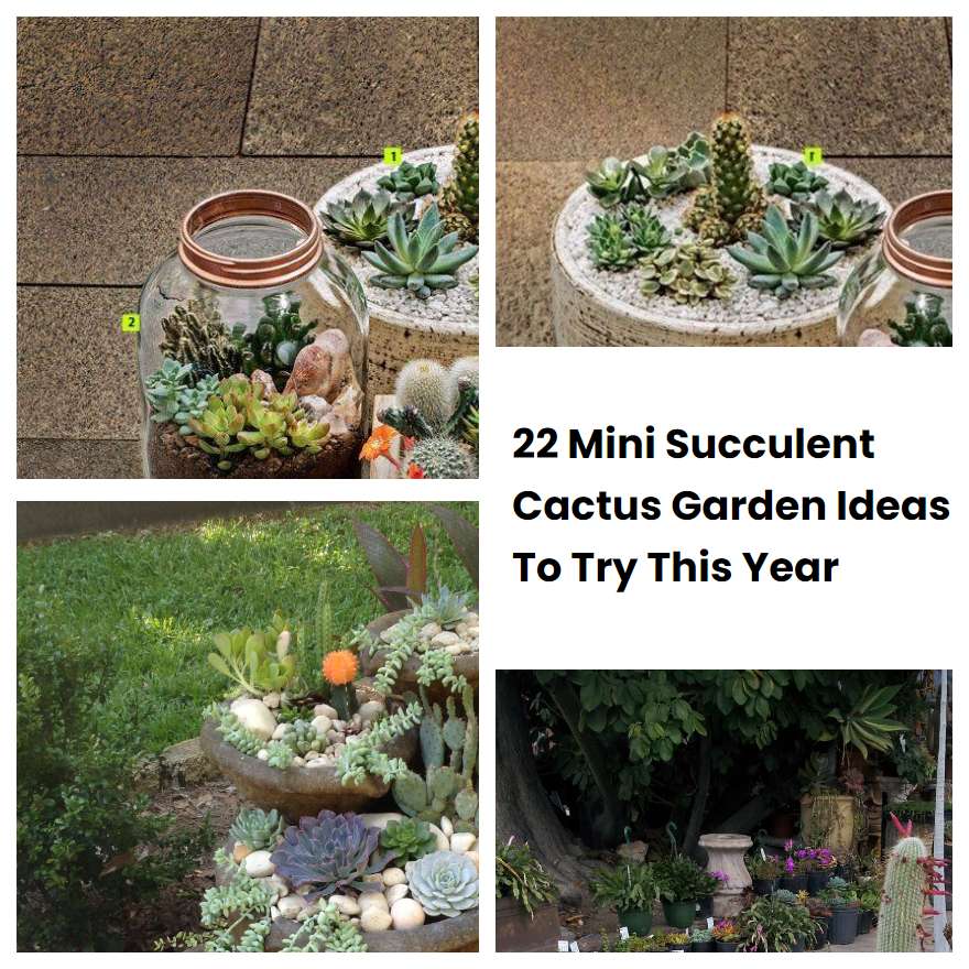 22 Mini Succulent Cactus Garden Ideas To Try This Year