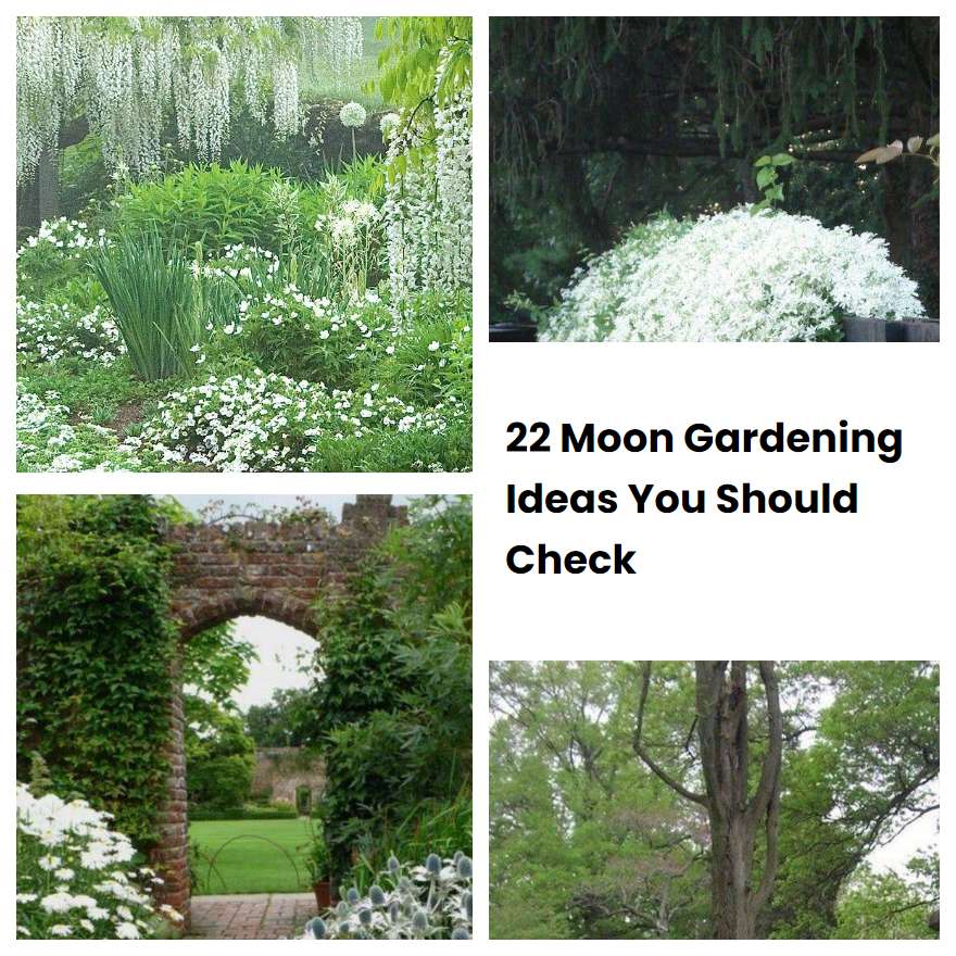 22 Moon Gardening Ideas You Should Check