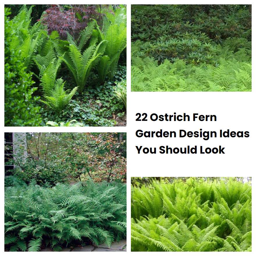 22 Ostrich Fern Garden Design Ideas You Should Look
