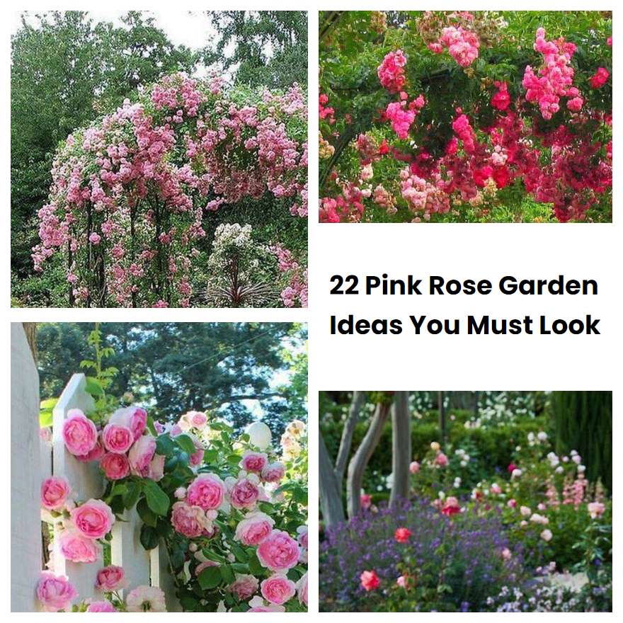 22 Pink Rose Garden Ideas You Must Look