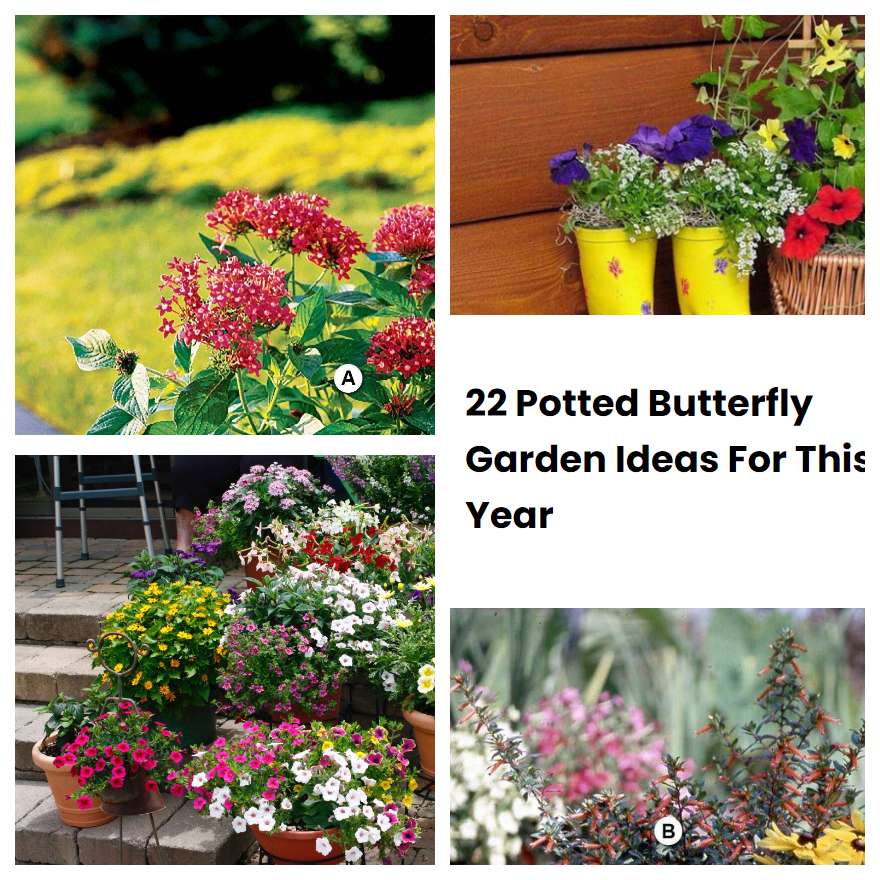 22 Potted Butterfly Garden Ideas For This Year SharonSable