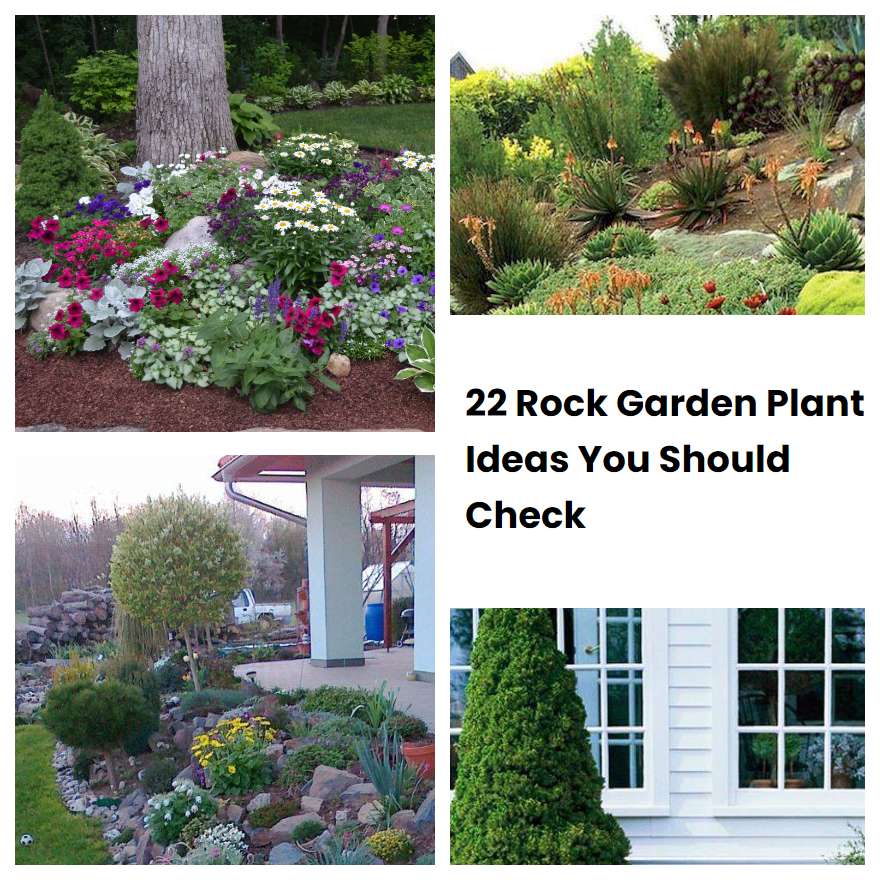 22 Rock Garden Plant Ideas You Should Check SharonSable
