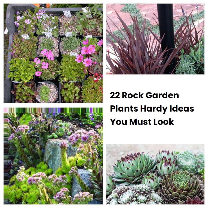 22 Rock Garden Plants Hardy Ideas You Must Look