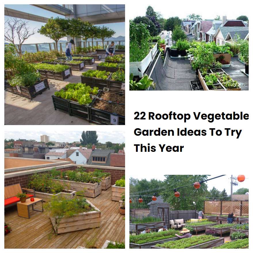 22 Rooftop Vegetable Garden Ideas To Try This Year SharonSable