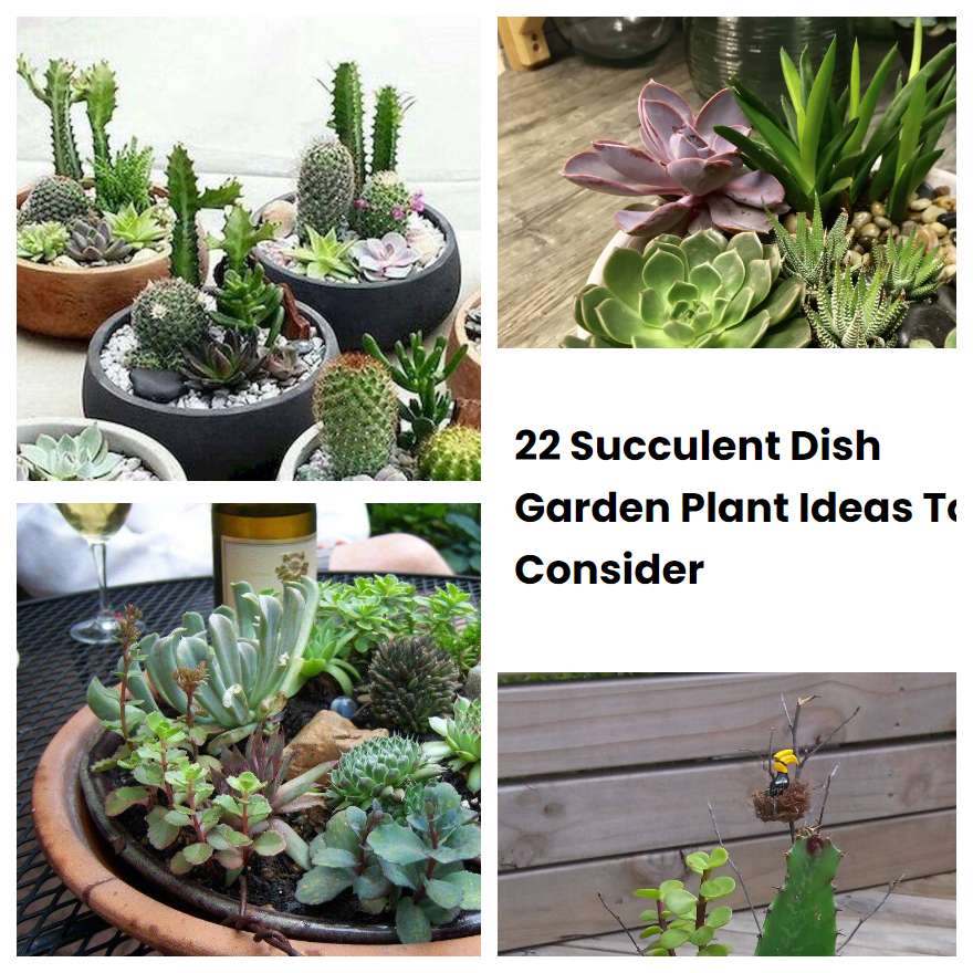 22 Succulent Dish Garden Plant Ideas To Consider SharonSable