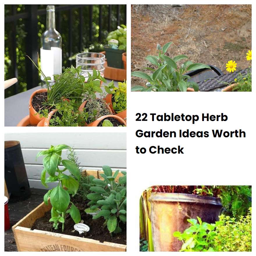 22 Tabletop Herb Garden Ideas Worth to Check SharonSable
